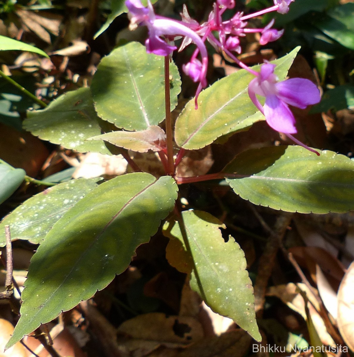 Impatiens arnottii Thwaites